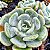 SETOSA OTERO - Planta Suculenta para Jardim - Imagem 3