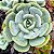 SETOSA OTERO - Planta Suculenta para Jardim - Imagem 1