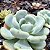 SETOSA OTERO - Planta Suculenta para Jardim - Imagem 4