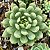 ALBA ALOHA - Planta Suculenta para Jardim - Imagem 3