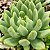 ALBA ALOHA - Planta Suculenta para Jardim - Imagem 2