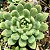 ALBA ALOHA - Planta Suculenta para Jardim - Imagem 1