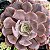 PAINTED PURPLE - Suculenta Compacta - Imagem 2