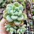 CLAVATON - Planta Suculenta para Jardim - Imagem 2