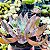 X CHAVIANA - Planta Suculenta para Jardim - Imagem 1