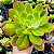 LUELLA - Planta Suculenta para jardim, verde com pontas vermelhas - Imagem 5