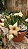 Stapelia Estrela Flor Amarela - Imagem 1