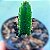 Stapelia Estrela Flor Amarela - Imagem 2