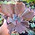 VILLAIN - Planta Suculenta Gibbiflora para Jardim - Imagem 6