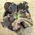 VILLAIN - Planta Suculenta Gibbiflora para Jardim - Imagem 8