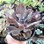 VILLAIN - Planta Suculenta Gibbiflora para Jardim - Imagem 7
