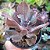 VILLAIN - Planta Suculenta Gibbiflora para Jardim - Imagem 5