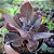 VILLAIN - Planta Suculenta Gibbiflora para Jardim - Imagem 4