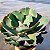 GIGANTEA - Planta Suculenta Gibbiflora para Jardim - Imagem 4