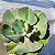 GIGANTEA - Planta Suculenta Gibbiflora para Jardim - Imagem 1