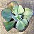GIGANTEA - Planta Suculenta Gibbiflora para Jardim - Imagem 1