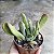 Kalanchoe Oricula Suculenta Natural - Imagem 5