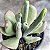 Kalanchoe Oricula Suculenta Natural - Imagem 3