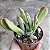 Kalanchoe Oricula Suculenta Natural - Imagem 1