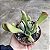 Kalanchoe Oricula Suculenta Natural - Imagem 4