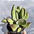 Kalanchoe Oricula Suculenta Natural - Imagem 6