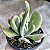 Kalanchoe Oricula Suculenta Natural - Imagem 2