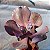 T 28 - Suculenta Gibbiflora para Jardim - Imagem 3