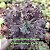 INCRIBLE - Suculenta Echeveria Gibbiflora - Imagem 1