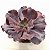 INCRIBLE - Suculenta Echeveria Gibbiflora - Imagem 5