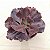 INCRIBLE - Suculenta Echeveria Gibbiflora - Imagem 4