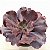 INCRIBLE - Suculenta Echeveria Gibbiflora - Imagem 6