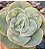Rosa de Jade - Muda de Suculenta Gibbiflora - Imagem 1
