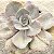 Rosa de Jade - Muda de Suculenta Gibbiflora - Imagem 7