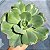 Rosa de Jade - Muda de Suculenta Gibbiflora - Imagem 4