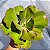 Suculenta Gigantea Monstruosa Gibbiflora - Imagem 1