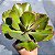 Suculenta Gigantea Monstruosa Gibbiflora - Imagem 2