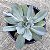 Alex - Suculenta Gibbiflora para jardim - Imagem 1