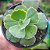 PEARL Importada - planta suculenta gibbiflora para Jardim - Imagem 3