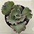 PEARL Importada - planta suculenta gibbiflora para Jardim - Imagem 4