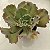 PEARL Importada - planta suculenta gibbiflora para Jardim - Imagem 2