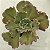 PEARL Importada - planta suculenta gibbiflora para Jardim - Imagem 3