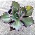 ID PERDIDAS OU S/ID - Suculenta Gibbiflora - Planta Jardim e Decoração - Imagem 1