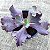 RED TRUMP - Suculenta Gibbiflora - Imagem 1