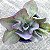 HB N°1 - Suculenta Gibbiflora sem raízes - Imagem 1