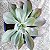Beart - Suculenta Gibbiflora. - Imagem 1