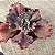 NUBILUN - Suculenta Gibbiflora Vermelha - Imagem 4