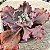 NUBILUN - Suculenta Gibbiflora Vermelha - Imagem 2
