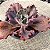 NUBILUN - Suculenta Gibbiflora Vermelha - Imagem 3