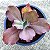 NUBILUN - Suculenta Gibbiflora Vermelha - Imagem 5