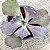 FIRE AND ICE - Suculenta Gibbiflora - Imagem 3